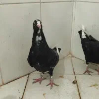 جفت جوجه پلنگ شغلا