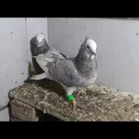 27عدد رنگه|پرنده|مشهد, بلال|دیوار