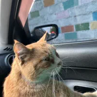 گربه ی بالغ