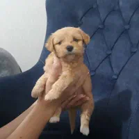 توله سگ مالتیپو ۲ماهه