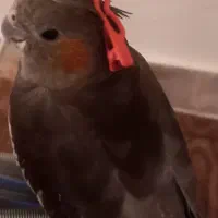 گمشده|حیوانات|خرم‌آباد, |دیوار