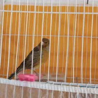 قناری نر مست خون|پرنده|گلمکان, |دیوار