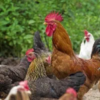 ۵عدد خروس۶ماهه و دو مرغ بالغ و دو جوجه مرغ ۶ ماهه