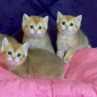 گربه اشرافی و اصیل (مجموعه گربه های میوهاپ)