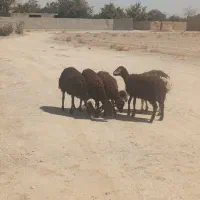 ۴راس بره افشار ماده  چاق مناسب پروار وکشتار|حیوانات مزرعه|نجف‌آباد, حومه نجف آباد|دیوار