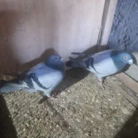 کبوتران دوبر|پرنده|مشگین شهر, |دیوار