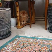 خرگوش لوپ نر