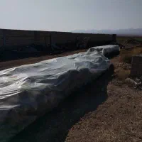 فروش ذرت علوفه دانه دار