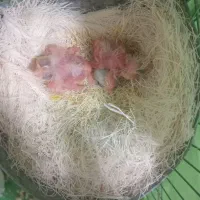 قناری با جوجه|پرنده|همدان, |دیوار