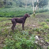 سگ شکاری پویینتر انگلیسی|سگ|لاهیجان, لیل|دیوار