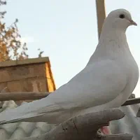 حیوانات مزرعه (کبوتر)|پرنده|خان ببین, |دیوار