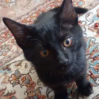 فروش بچه گربه|گربه|همدان, |دیوار