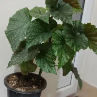 گل بگونیا خالدار|گل و گیاه طبیعی|زنجان, |دیوار