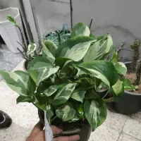 آگلونما هندوانه ای همه جا ۳۵۰ قیمتشه ما میدیم ۱۰۰|گل و گیاه طبیعی|اصفهان, باغ فدک|دیوار