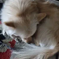 سگ آپارتمانی|سگ|دزفول, |دیوار