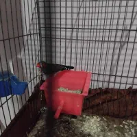 فنچ نر|پرنده|سمنان, |دیوار