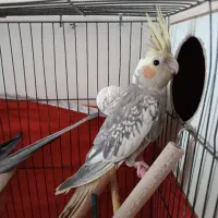 عروس هلندی