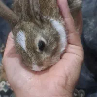 ۸ عدد خرگوش