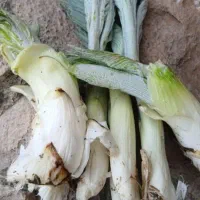 بیرحل تازه وکنگر