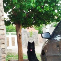 سگ ژرمن بلک نر