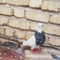 طوقی 7 رنگ|پرنده|شیراز, شهدای شهرک سعدی|دیوار