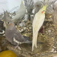 یک جفت عروس هلندی|پرنده|شاهدشهر, |دیوار