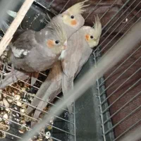 جوجه عروس هلندی|پرنده|محمدشهر, جعفرآباد|دیوار