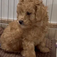 سگ پودل تاینی