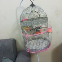 قفس