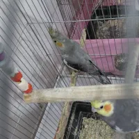 عروش هلندی|پرنده|اصفهان, عمان سامانی|دیوار