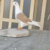 دوکت زرد نر قابل ارسال به همه نقاط فقط تماس..