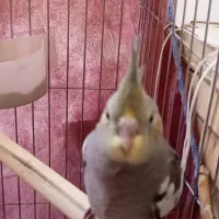 جوجه عروس هلندی