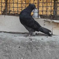 کبوتر|پرنده|تهران, هفت چنار|دیوار