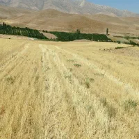 دو قطعه زمین مزروعی هرکدام به مساحت پنج جریب