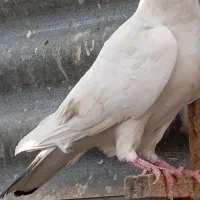 چند عدد کبوتر درجه یک|پرنده|شبانکاره, |دیوار