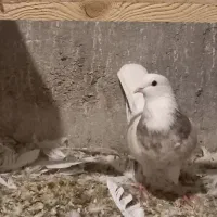 طوقی زرین شکلاتی و هفرنگ و آبی و آجری و دم سفید|پرنده|بافق, |دیوار