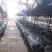 حراج  کمپوست قارچ دکمه ای