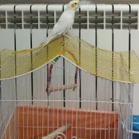 چیکو رام رام جوجه