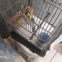 سهره|پرنده|قم, کلهری|دیوار