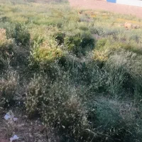 گندم بش سم خورده