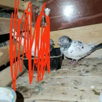 کفتر|پرنده|قشم, |دیوار