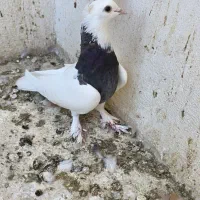 ۲ تا ماده جوان سالم