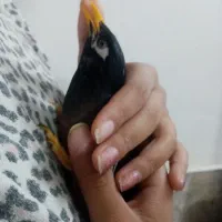 مینا سخنگو 2 ساله|پرنده|مشهد, خواجه ربیع|دیوار