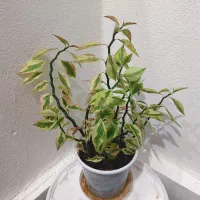 گل آپارتمانی