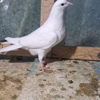 جوجه کفتر|پرنده|هشتگرد, قاسم آباد بزرگ|دیوار