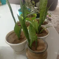 قلمه پتوس|گل و گیاه طبیعی|کرمان, |دیوار