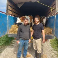 انواع گوساله سیمنتال و هلشتاین و دورگ محلی