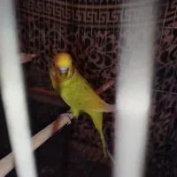 عروس هلندی ،مرغ عشق جفت|پرنده|ساوه, |دیوار