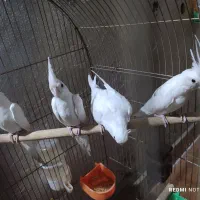 عروی هلندی