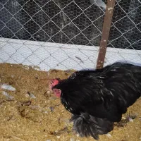 خروس کوچین رنگ خاص|حیوانات مزرعه|امامزاده عبدالله, |دیوار